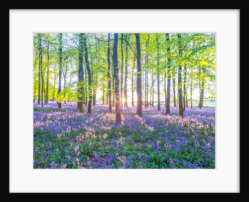 Bluebells by Assaf Frank